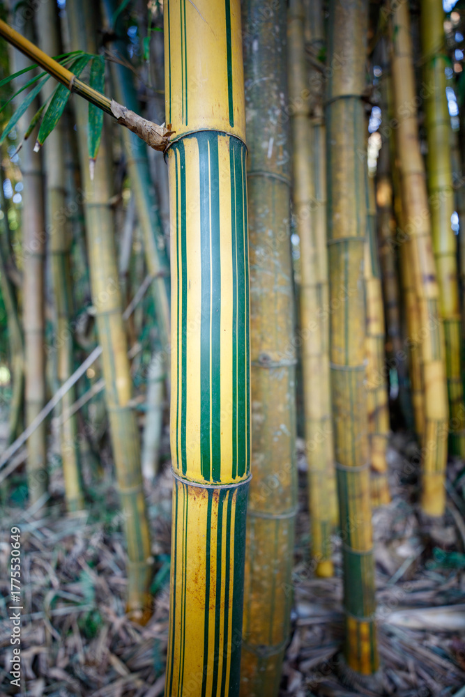 Obraz premium Green and yellow bamboo forest seen from below.