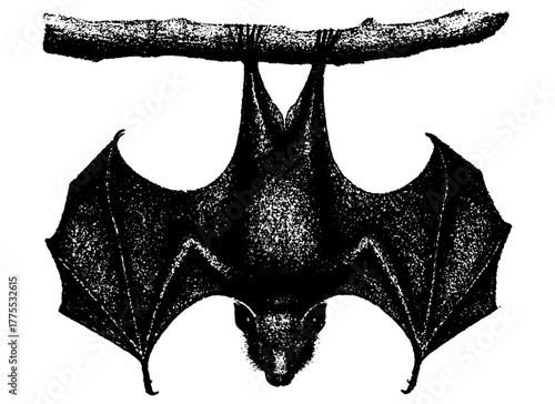Bat hanging upside down, retro xerography halftone engraving black and white gothic art isolated on transparent background