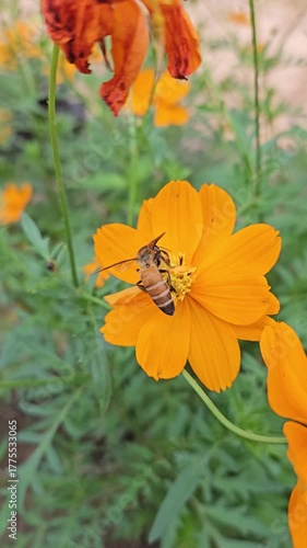 butterfly on a flower