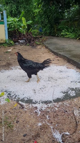 The hen is looking for food.
