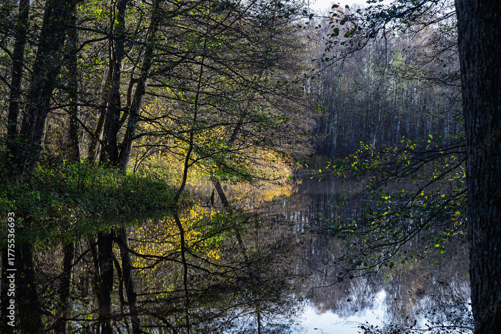 Fototapeta premium Trees and still water in autumn time.