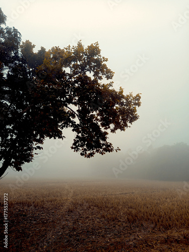 A solitary tree branch silhouetted against a foggy autumn landscape