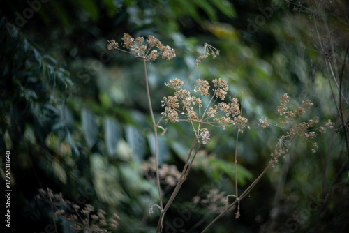 Wild Parsnip Pastinaca sativa Seed Head.
