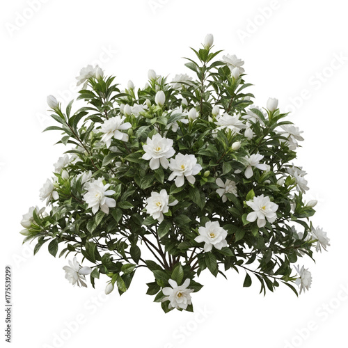 Gardenia bush with white flowers isolated on a transparent background