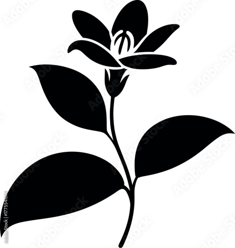 Black jasmine flower silhouette bloom