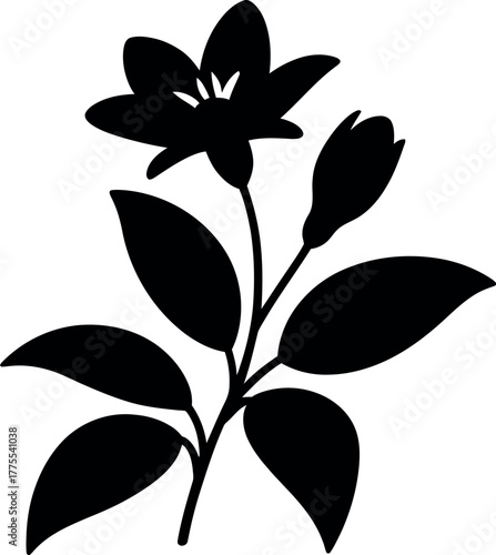 Black silhouette of a blooming jasmine flower and bud