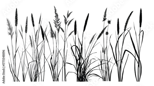 Silhouette of various wild grasses and reeds nature