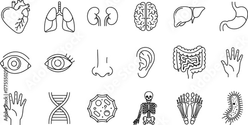 Vector anatomical biology icons set with human organs, DNA, skeleton, and medical illustrations for education and design