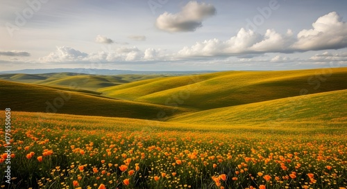Rolling hills covered in wildflowers under a cloudy sky in the countryside