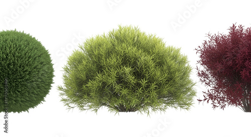 Three Different Shaped Bushes on White Background (428