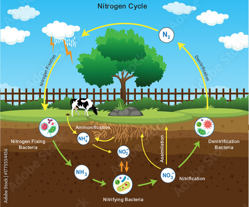 Nitrogen Cycle with Nitrogen Fixation Process Explained for Biology and Environmental Study