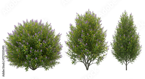 Three Flowering Shrubs with Purple Blossoms Keywords: shrub, bush, flowering, purple, blossoms