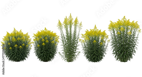 Yellow Goldenrod Plants in a Row Isolated graphic image