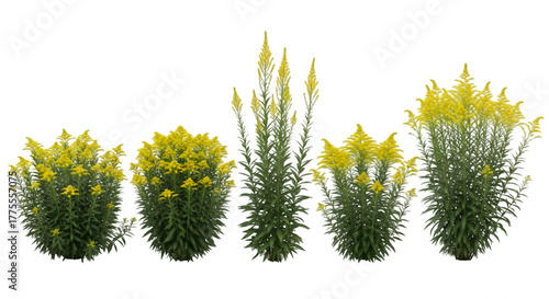 Yellow Goldenrod Plants in Various Sizes yellow flowers