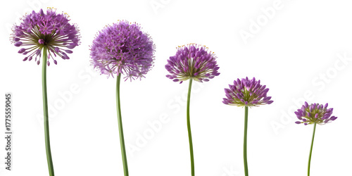 Five purple allium flowers in decreasing size arranged diagonally on a black background isolated on transparent background