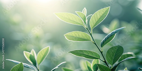 A green plant with fresh leaves in sunlight. This vector nature background is a closeup of growth, with soft light and bokeh, a concept of spring or ecology.