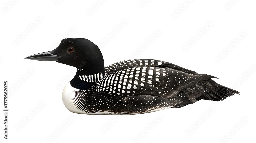 Fototapeta premium common loon bird with black and white plumage, aquatic North American waterfowl, isolated on white background