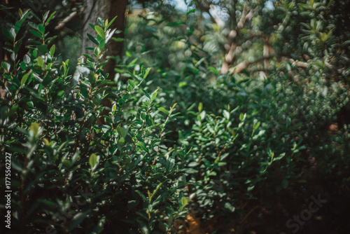 Wallpaper Mural A blurred, close-up shot of lush green foliage in a shaded forest. a dense, verdant thicket of leafy plants, primarily shrubs and small trees, partially obscured by shadows. The focus is shallow. Torontodigital.ca