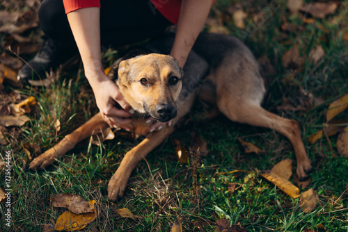 Woman Stroking Stray Dog Outdoors