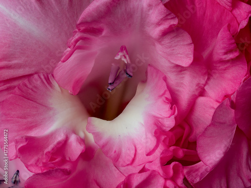 Papier peint Gladiolus (Gladiolus L