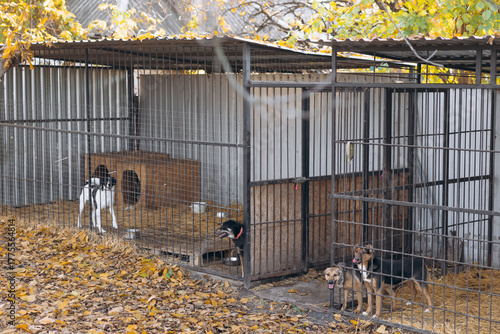 Outdoor Dog Kennels. Animal Shelter in Autumn