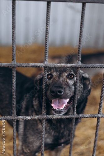 Close-up Dog Portrait Inside Shelter Cage