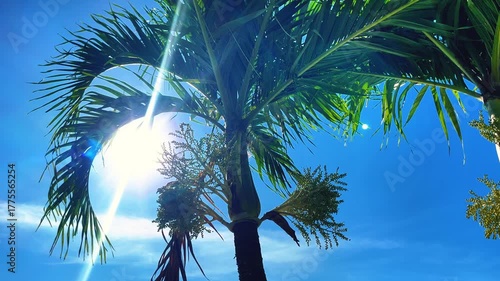 palm trees and sun against the blue sky, sun rays shining through a palm branch