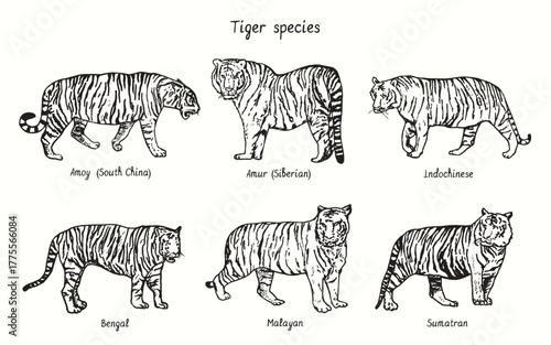 Tiger species collection, standing side view, Amoy (South China), Amur (Siberian), Indochinese, Bengal, Malayan, Sumatran. Ink black and white doodle drawing.
