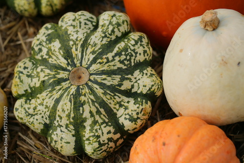 A lot of pumpkins close up. Autumn harvest colorful squashes and pumpkins in different varieties.