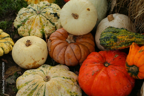 A lot of pumpkins close up. Autumn harvest colorful squashes and pumpkins in different varieties.