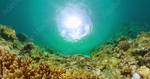 Wallpaper Mural Tropical underwater sea fish. Undersea life in the ocean with beautiful coral reef and colorful fishes. Torontodigital.ca