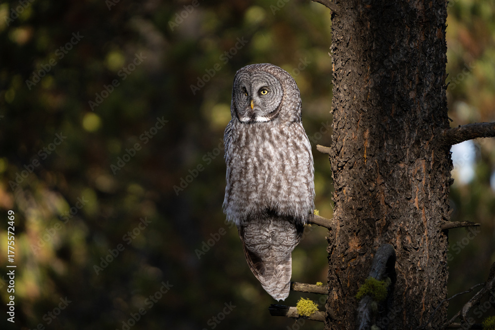 Fototapeta premium Great grey owl perched in the sun