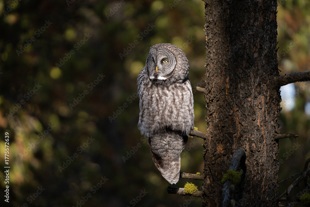 Fototapeta premium Great grey owl lit by the sun