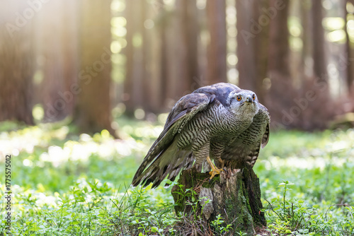 Hawk is sitting on a tree trunk in the forest. Horizontally. 