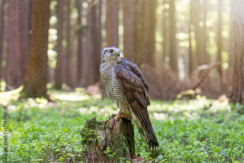 Hawk looking behind oneself is sitting on a tree trunk in the forest.  Horizontally. 