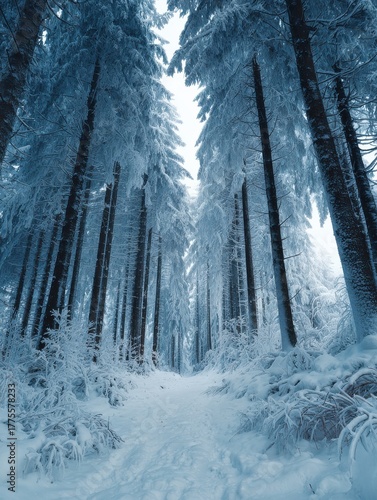 frozen winter forest with snow covered trees outdoor no logos no brands ar 34