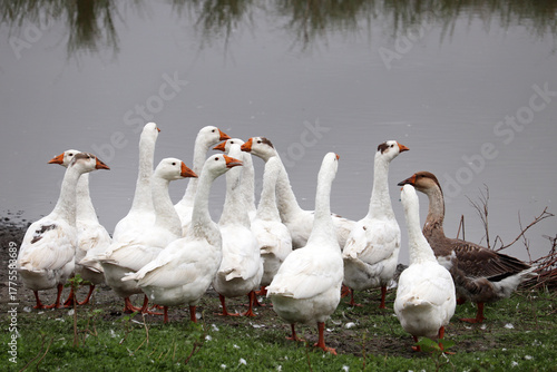 White geese on a lake coast. Poultry on pasture in a countryside
