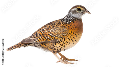 Wild quail small game bird with detailed feathers and natural brown plumage standing gracefully isolated on white background