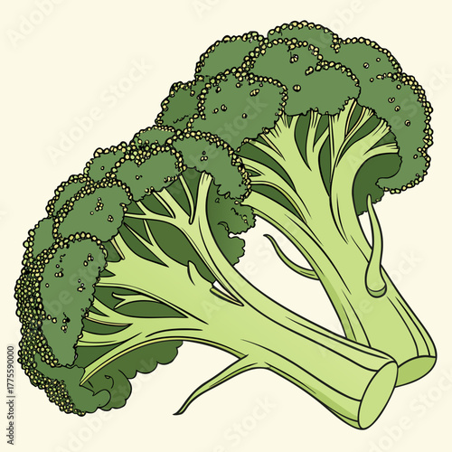 broccoli isolated on white