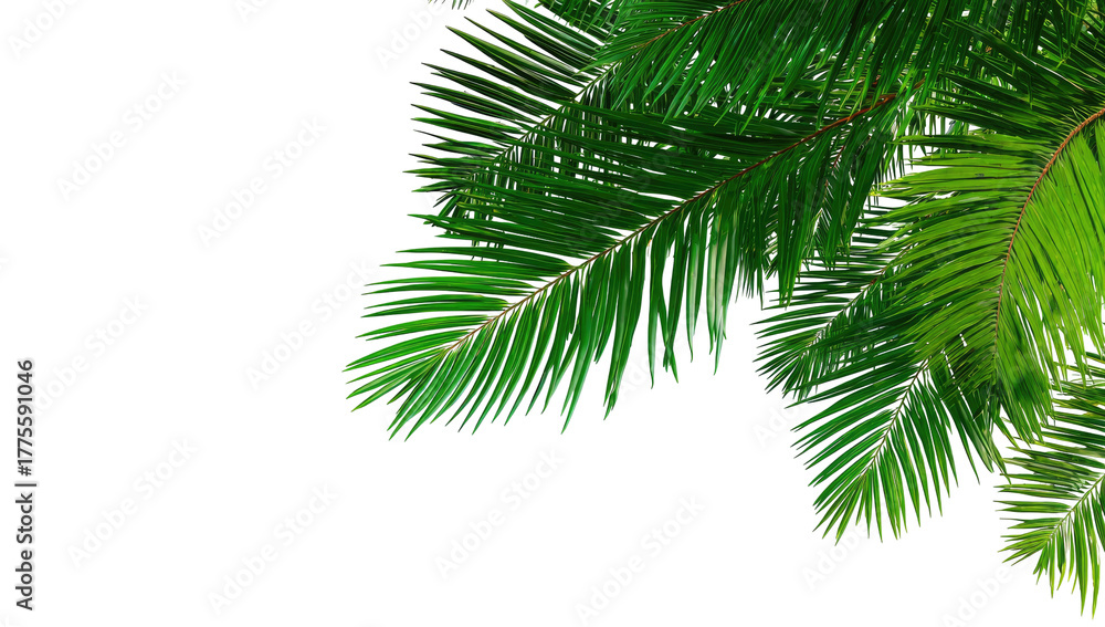 Naklejka premium Close-up of vibrant green palm fronds against a black background