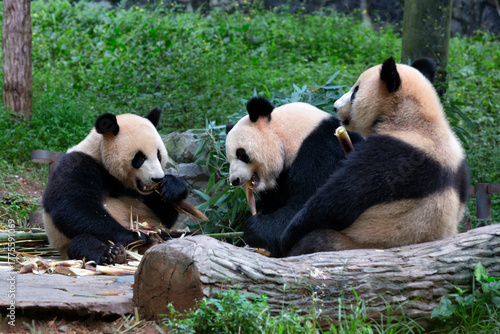 Bild auf Leinwand Three giant pandas has lunch, Giant Panda Breeding Research Base (Xiongmao Jidi)