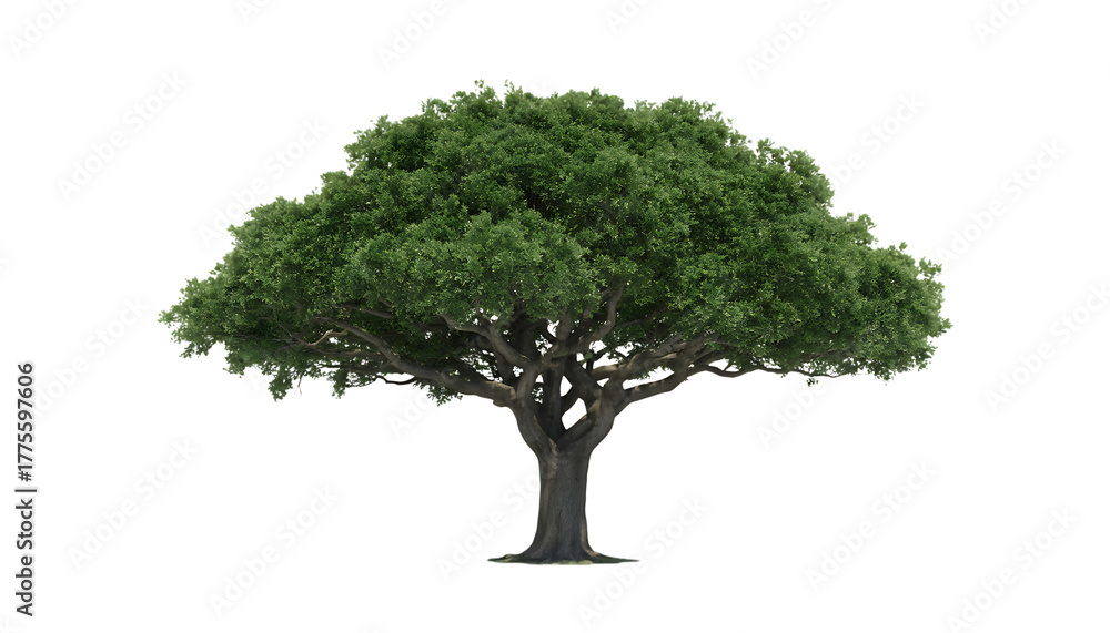 Obraz premium A large, healthy oak tree with a full canopy of green leaves, isolated on a transparent background