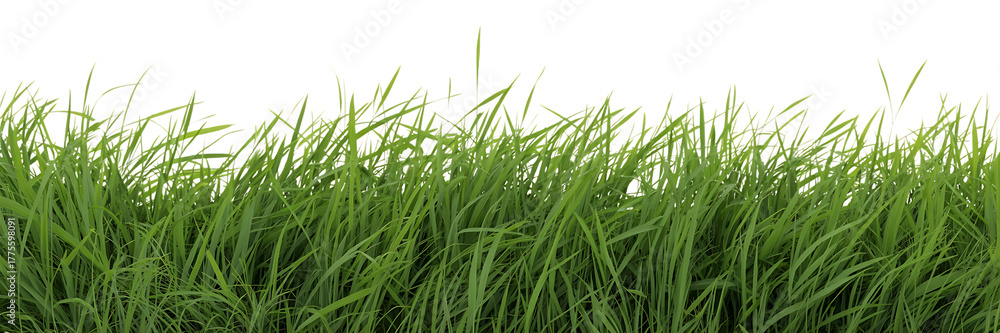 Fototapeta premium Closeup view of lush green grass blades against a clean transparent background, isolated on transparent background