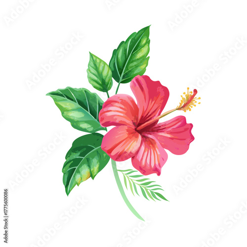 Colored vector illustration of watercolor hibiscus with green leaves, symbol of tropical paradise and freshness. Isolated on a transparent background
