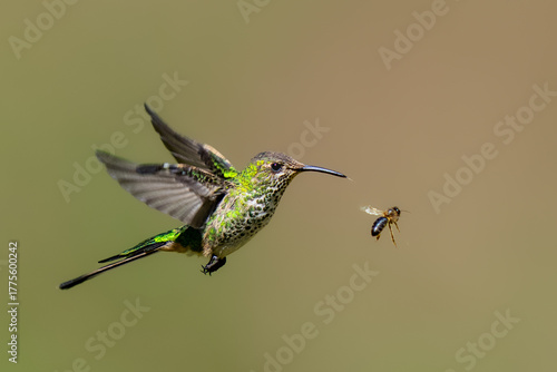 White-necked jacobin (Florisuga mellivora) female flying next to the bee, Amazonia lodge, Manu national park, Cusco, Peru