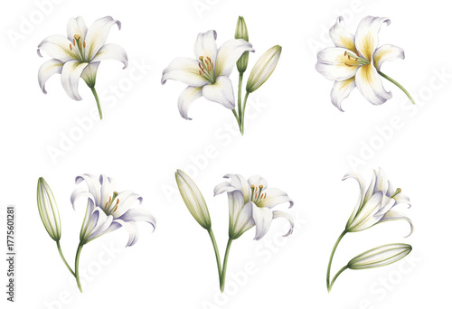 White lily watercolor flower set.