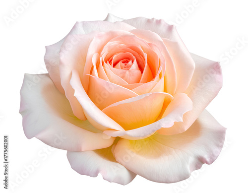 A stunning close up image of a rose against a plain transparent background isolated.
