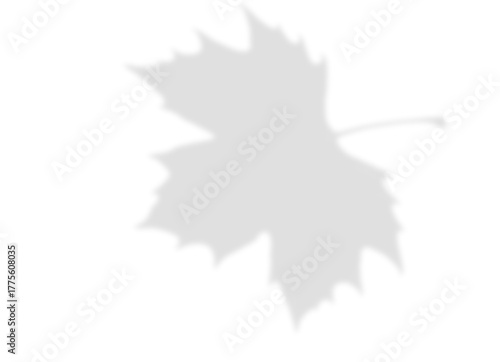Maple Leaf Shadow Silhouette