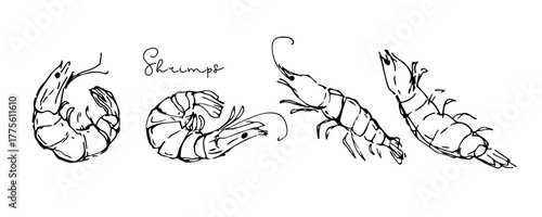Shrimp set. Hand drawn doodle sketch vector illustration and hand written inscription. Sign for menu of fish restaurants, for packaging, markets and shops. Food template for menu, diet. Seafood.