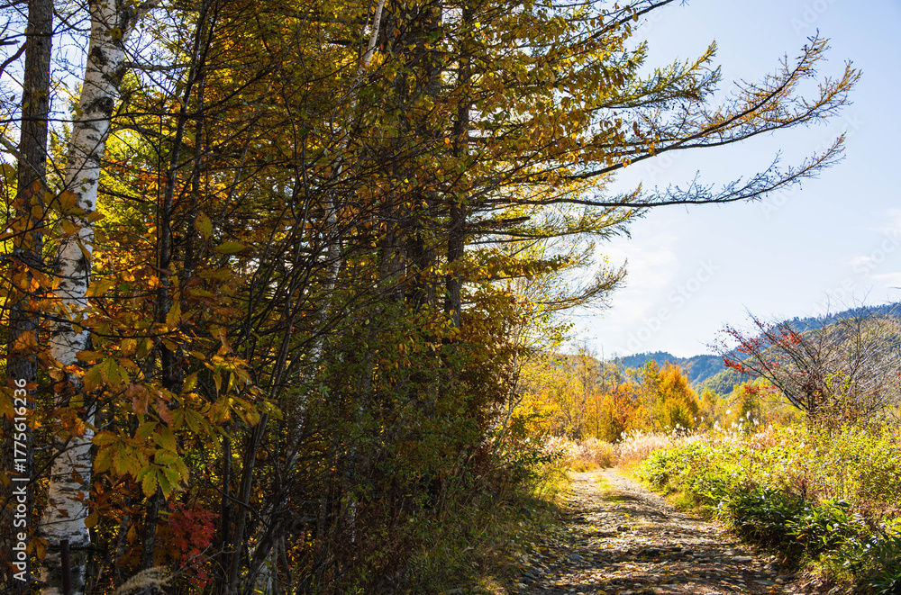 Fototapeta premium 乗鞍高原の遊歩道